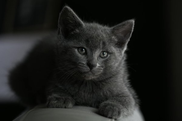 Croquettes bio : la solution santé pour vos animaux de compagnie