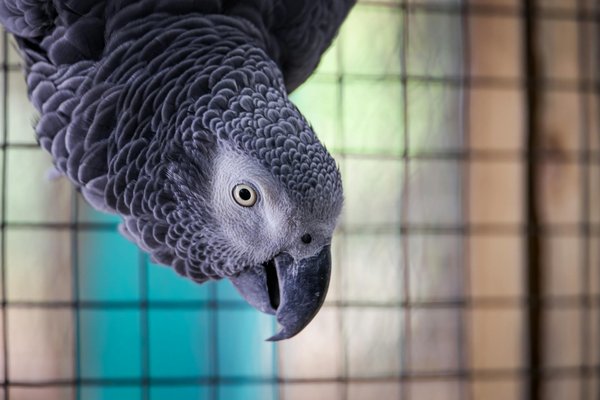 Arbre à chat : quels sont les composants essentiels du produit ?