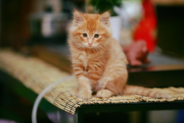 Que faut-il savoir sur le berger blanc suisse ?