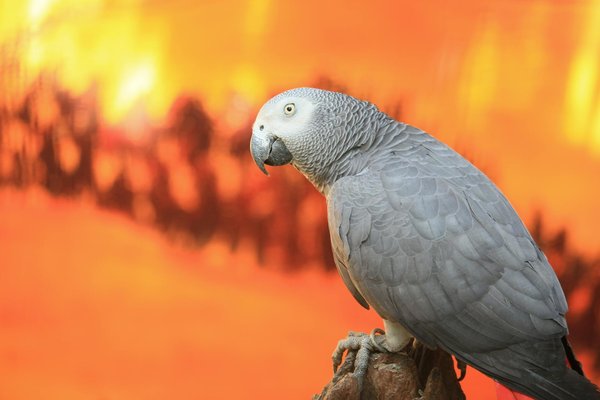 Destruction de nid de guêpes en zone 27 : méthodes, précautions et préventions