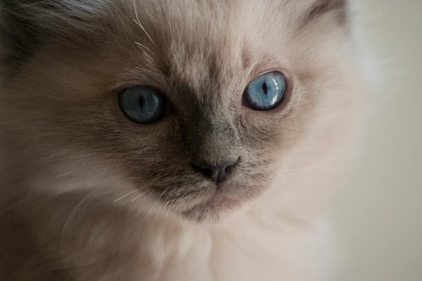 GPS pour chat : garantir la sécurité de votre animal de compagnie